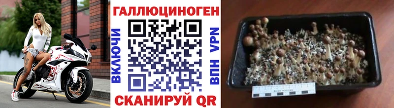 Галлюциногенные грибы Cubensis  как найти наркотики  Грайворон 