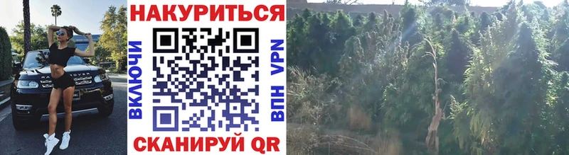 Конопля OG Kush  купить наркоту  Грайворон 